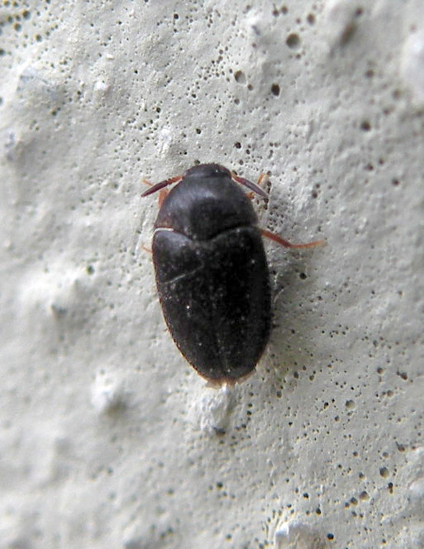 Coleotterino sul muro: Melandryidae?? no, prob. Attagenus